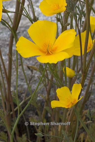 eschscholzia caespitosa 4 graphic